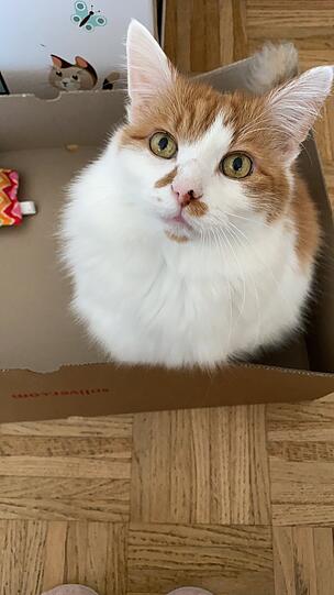 Titus