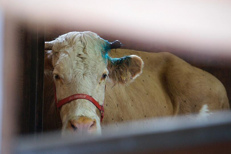 Auf "Gut Aiderbichl": Kuh Yvonne darf endlich die Freiheit genießen. Nach einer mehr als zehnwöchigen
Quarantäne im Stall darf der bayerische Sommerloch-Star, die Waldkuh
Yvonne, wieder an die frische Luft.