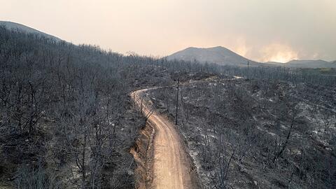 Blick auf einen verbrannten Wald  in der Nähe der Stadt Alexandroupolis in der nordöstlichen Region Evros.