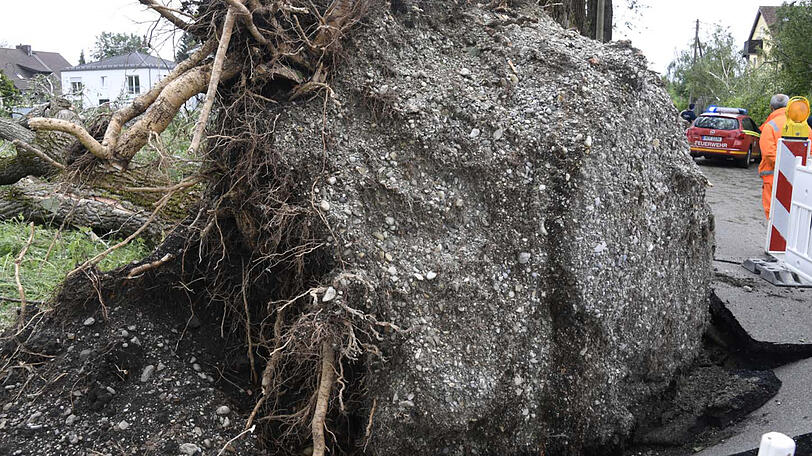 In der Pappelallee wurde ein riesiger Baum entwurzelt.