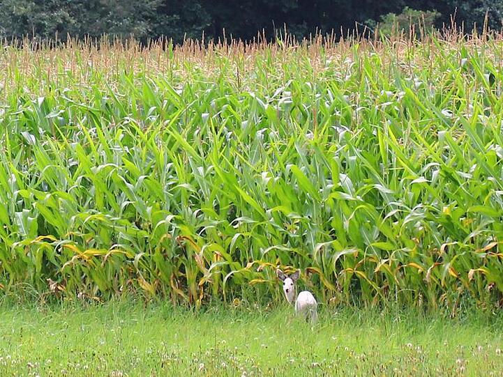 Ein weißes Reh steht auf einem Feld bei Bissendorf (Landkreis Osnabrück). Foto: Wilhelm Bruns dpa/Archiv