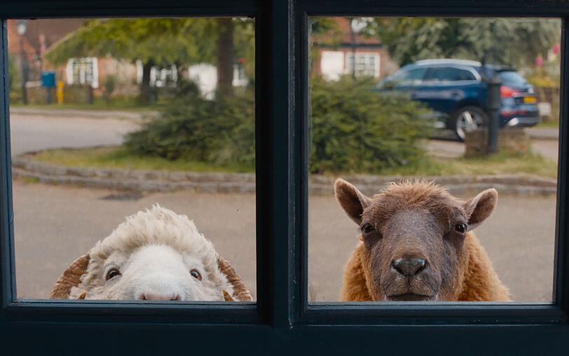 "Glennkill - Ein Schafskrimi" toppt die Streamingcharts bei Amazon Prime. "Glennkill - Ein Schafskrimi" toppt die Streamingcharts bei Amazon Prime.