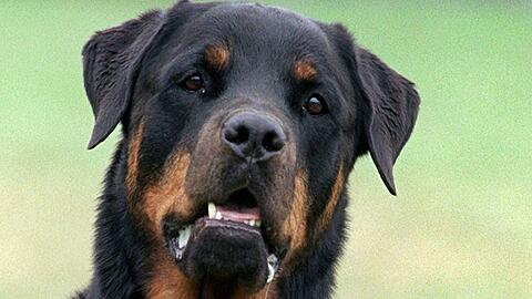 Ein Rottweiler hat in der S1 eine Frau in den Arm gebissen.