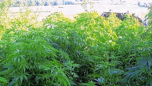 Zuchterfolg: So muss die Plantage ausgesehen haben, die vermutlich von einer damals 16-Jährigen betrieben wurde. Zuchterfolg: So muss die Plantage ausgesehen haben, die vermutlich von einer damals 16-Jährigen betrieben wurde.