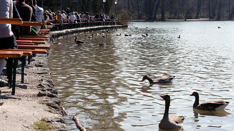 Die Gänse im See warten darauf, dass sie ein Stückerl Brezn bekommen.