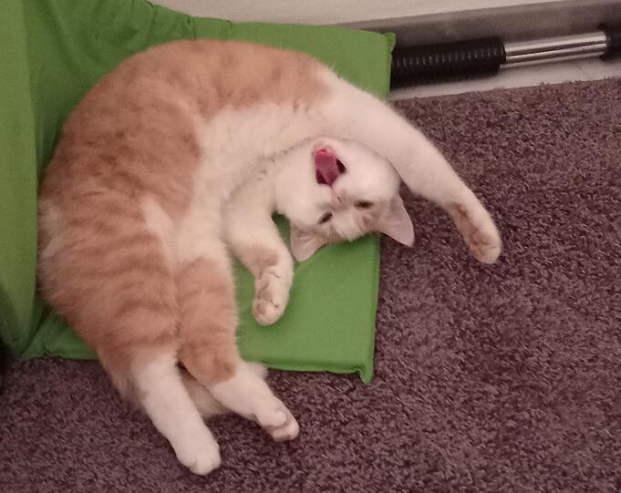 Cat