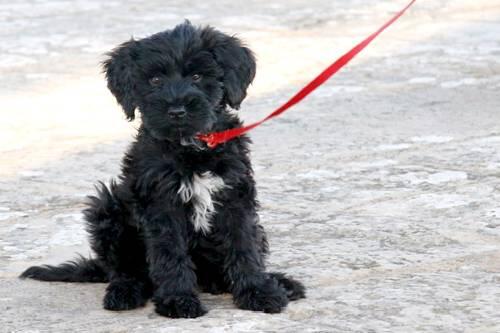 Zum Knuddeln: Ein kleiner portugiesischer Wasserhund zieht ins Weiße Haus.