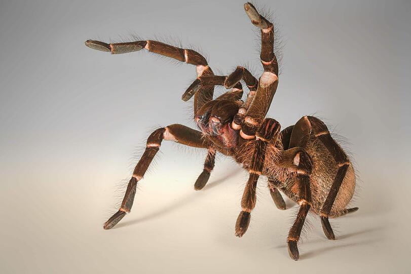 Das ist nichts für Arachnophobiker: Die Theraphosa blondi gilt als eine der größten Vogelspinnenarten der Welt. Ausgewachsene Exemplare erreichen eine Beinspannweite von mehr als 30 Zentimetern &ndash; und können ohne große Probleme auch ausgewachsene Mäuse vertilgen.