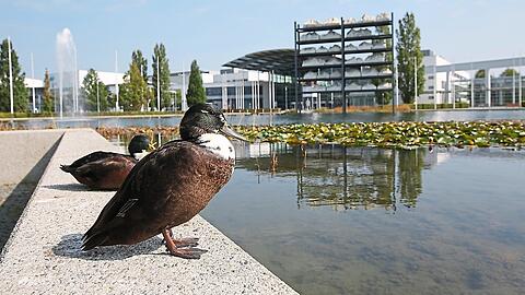 Diese beiden Enten fühlen sich am Messe-See schon richtig wohl. Im Hintergrund wuchern Seerosen vor dem "Regal" der bizarrsten Alpengipfel von Stephan Huber.