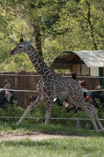 Ein zuckersüßes Giraffenbaby wartet im Tierpark Hellabrunn auf Besucher. Zwei Wochen ist es gerade alt. Hier gibt's schon mal die nettesten Fotos von dem putzigem Tierchen.