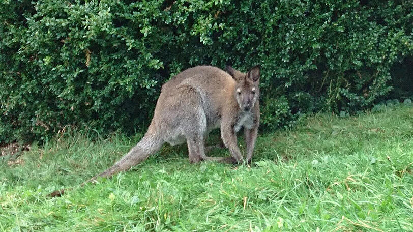Ganz schön groß, so ein Känguru. Ein Anwohner aus dem Landkreis Rosenheim sah es in seinem Garten hüpfen.