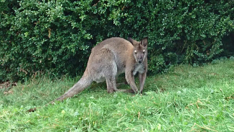 Ganz schön groß, so ein Känguru. Ein Anwohner aus dem Landkreis Rosenheim sah es in seinem Garten hüpfen. Ganz schön groß, so ein Känguru. Ein Anwohner aus dem Landkreis Rosenheim sah es in seinem Garten hüpfen.