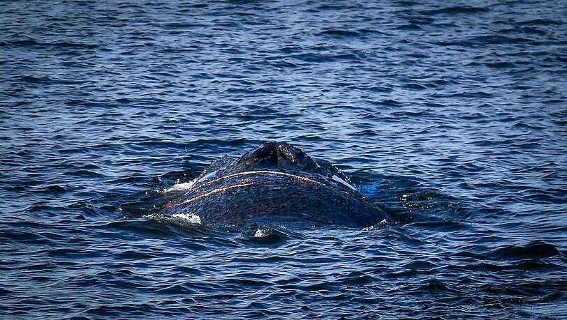 Es handelt sich um einen zehn bis zwölf Meter langen Finnwal. Es handelt sich um einen zehn bis zwölf Meter langen Finnwal.