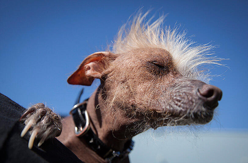 Weitere Bilder des "Ugliest Dog"-Wettbewerbs aus den USA.