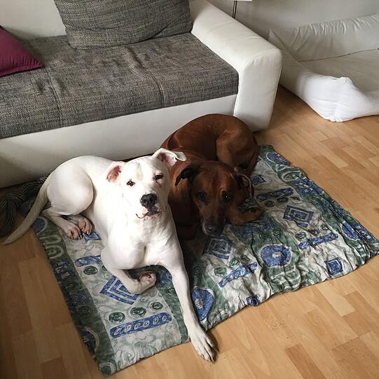 Bella (l.) und Tyson.