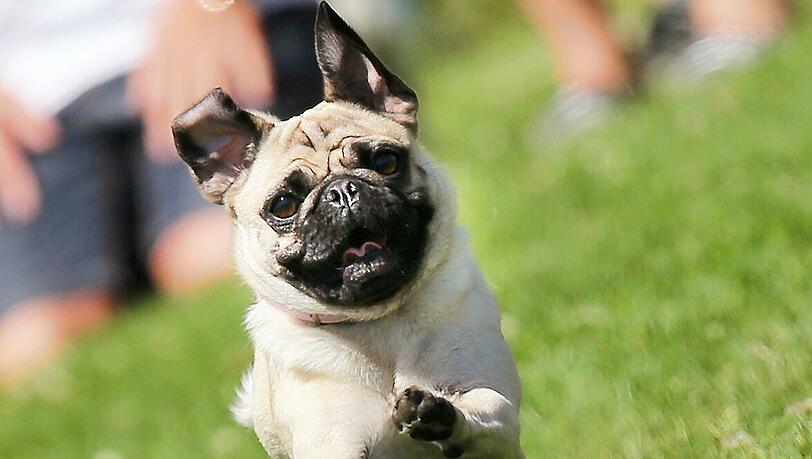 Mops an Bord: Trotz Notlandung und Überschlag blieben Tier - Foto ähnlich - und Besitzer unverletzt. (Symbolbild)