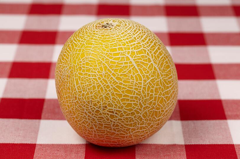 Die Galiamelone signalisiert Ihnen mit einem intensiv süßem und fruchtigen Geruch am Stielansatz, dass sie reif ist. Befindet sich noch ein Rest Stiel daran, achten Sie auf seine Farbe: Ist er grün, ist die Melone noch recht frisch. Lässt er sich leicht entfernen, sollte die Melone reif sein. Die Galiamelone signalisiert Ihnen mit einem intensiv süßem und fruchtigen Geruch am Stielansatz, dass sie reif ist. Befindet sich noch ein Rest Stiel daran, achten Sie auf seine Farbe: Ist er grün, ist die Melone noch recht frisch. Lässt er sich leicht entfernen, sollte die Melone reif sein.