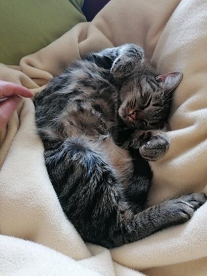 Lilli