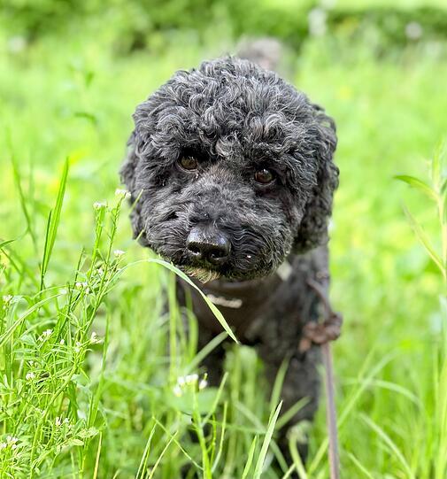 Charlie: Mein Hund ist liebevoll bei streit mitfühlenden er ist im Ganzen einfach ein toller Hund.