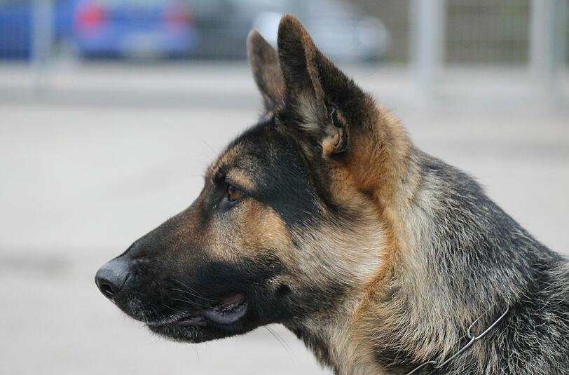 Der Diensthund &bdquo;Claid&ldquo; ist ein vierjähriger deutscher Schäferhund und wurde ausgebildet als Sprengstoffsuchhund und Schutzhund.