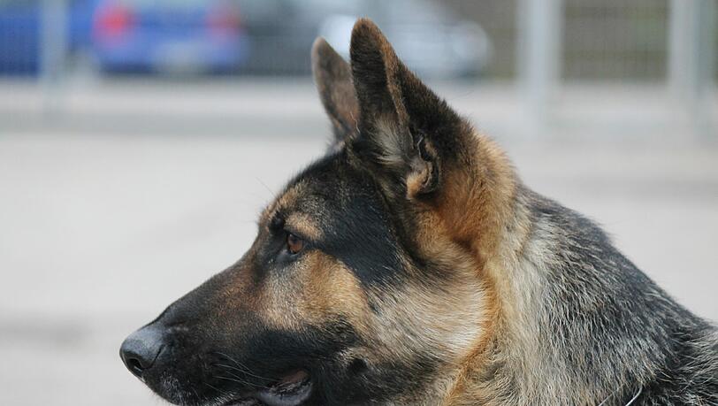 Der Diensthund „Claid“ ist ein vierjähriger deutscher Schäferhund und wurde ausgebildet als Sprengstoffsuchhund und Schutzhund. Der Diensthund „Claid“ ist ein vierjähriger deutscher Schäferhund und wurde ausgebildet als Sprengstoffsuchhund und Schutzhund.