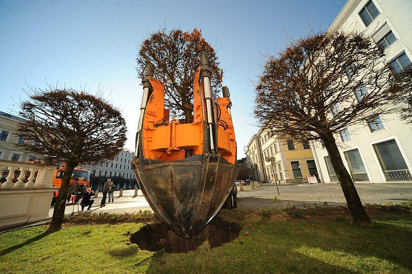Wie mit einem Griff packen die Schaufeln nach dem Wurzelballen, der gut 2,50 Meter Durchmesser hat und heben ihn aus der Erde.