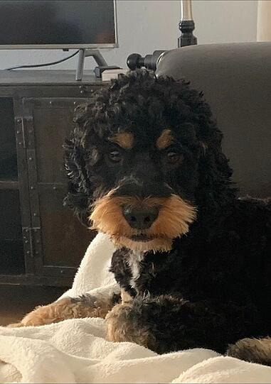 Gino