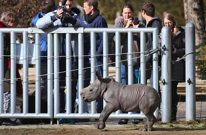 Nashornbaby Kibo bei seinem ersten Ausflug im Augsburger Zoo.