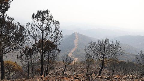 Auch in den Vorjahren kam es in Andalusien immer wieder zu Waldbr&auml;nden. (Archivbild)