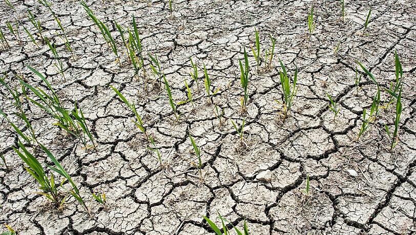 Trockene Äcker: Extremes Wetter und Trockenperioden gefährden die Landwirtschaft. Trockene Äcker: Extremes Wetter und Trockenperioden gefährden die Landwirtschaft.