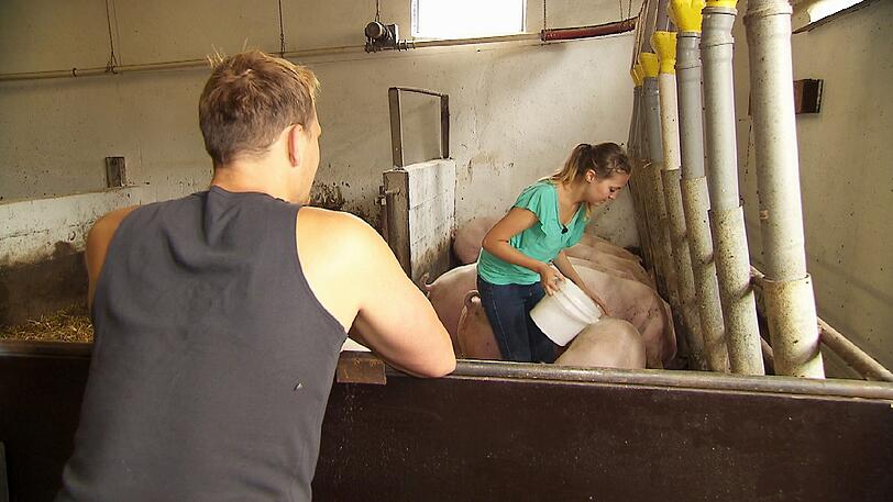 Schweinebauer Gunther schaut Jenny beim Schweineüttern zu.