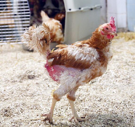 Immer wieder nehmen die Tierschützer auch verletzte Legehennen auf. 2013 wurden im Tierheim 251 Hühner aufgepäppelt, die aus Massentierhaltungs-Betrieben gerettet worden waren.