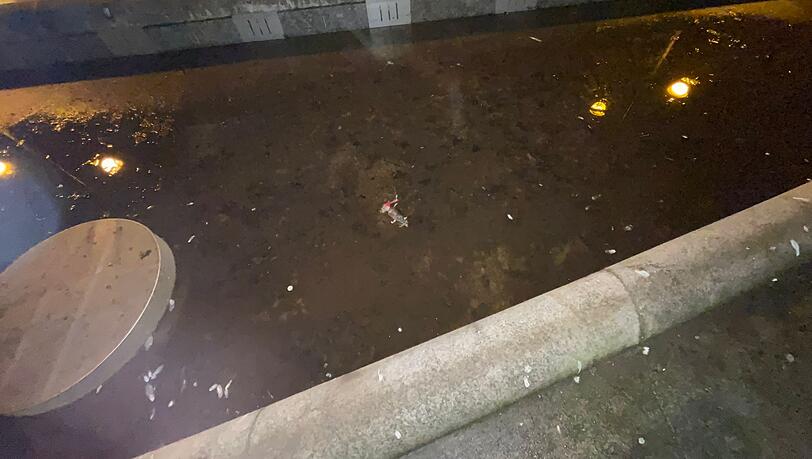 Orleansplatz: Rattenkadaver in Brunnen und Pfützen