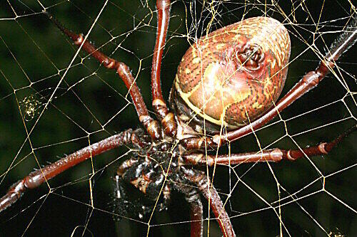 Nephila inaurata, eine enge Verwandte der entdeckten Riesenspinne