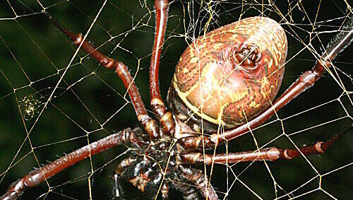 Nephila inaurata, eine enge Verwandte der entdeckten Riesenspinne Nephila inaurata, eine enge Verwandte der entdeckten Riesenspinne