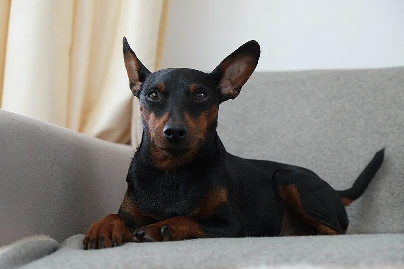 Für Hund Wanja entwickelte sich die Silvesternacht zum echten Horror.