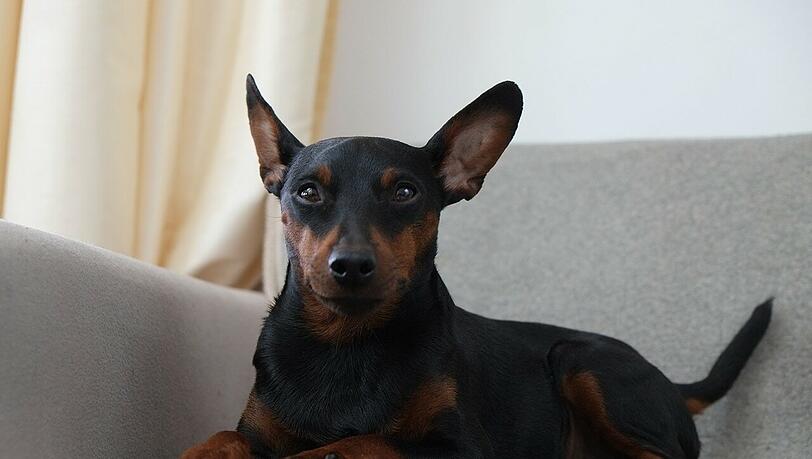 Für Hund Wanja entwickelte sich die Silvesternacht zum echten Horror. Für Hund Wanja entwickelte sich die Silvesternacht zum echten Horror.