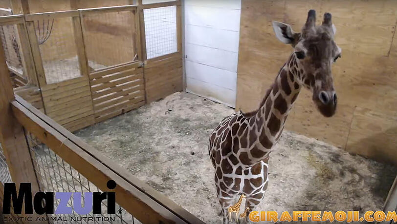 Go April! Das Internet wartet sehnsüchtig auf die Geburt des Giraffen-Babys - bisher vergeblich... Go April! Das Internet wartet sehnsüchtig auf die Geburt des Giraffen-Babys - bisher vergeblich...