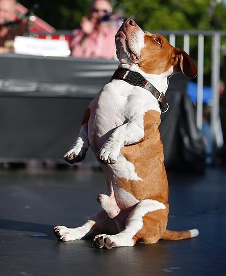 Walle, der Beagle-Basset-Boxer-Mischling, wurde 2013 zum "hässlichsten Hund der Welt" gewählt. Nicht alle Leute werden diesen Hund hässlich finden. Trotzdem hat Walle damals den Preis als «Hässlichster Hund der Welt» gewonnen.