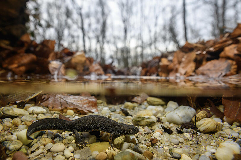 Der Kammmolch ist der größte heimische Wassermolch. Er lebt in teilweise verkrauteten Teichen und Altwassern. Dieses Weibchen überwintert im eisfreien Wasser eines Quelltopfs an den Isarleiten.