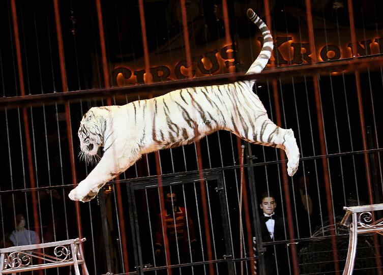Bilder von der Weihnachtspremiere im Circus Krone