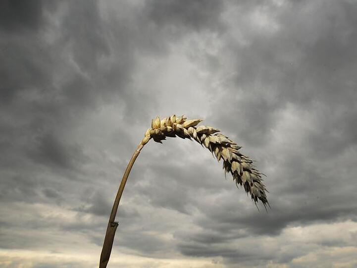Eine Weizenähre vor einem dunklen Wolkenhimmel in Leiblfing. Foto: Armin Weigel/dpa/Archivbild