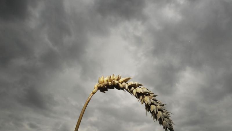Eine Weizenähre vor einem dunklen Wolkenhimmel in Leiblfing. Foto: Armin Weigel/dpa/Archivbild Eine Weizenähre vor einem dunklen Wolkenhimmel in Leiblfing. Foto: Armin Weigel/dpa/Archivbild