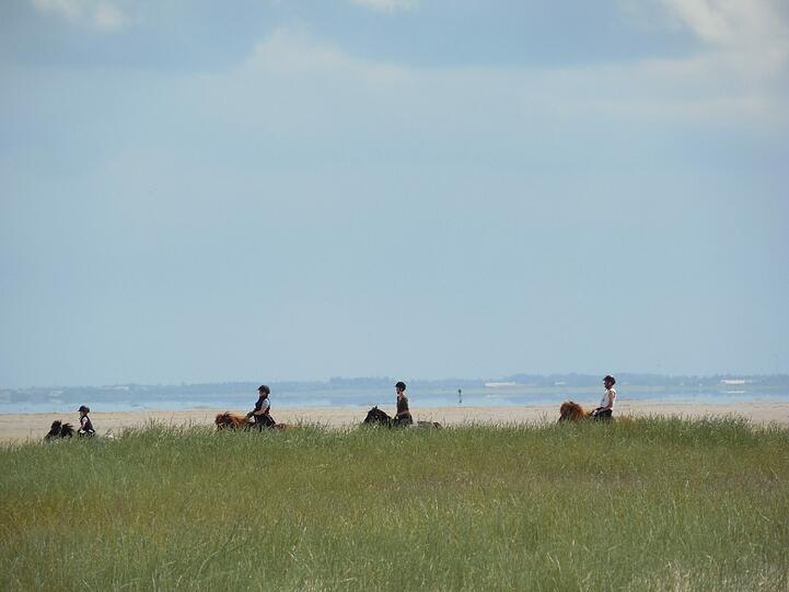 Reiten und Wandern: dazu lädt der Sandstrand auf Romo ein.