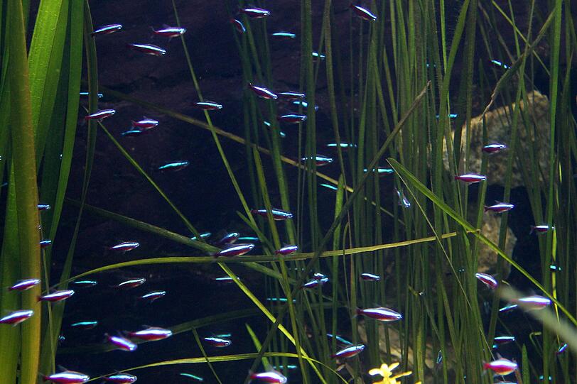 Man kennt sie aus dem Privat-Aquarium, in Hellabrunn haben sie allerdings mehr Platz: ein Schwarm Neons.