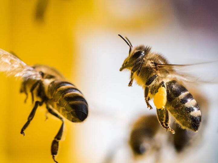 Bienen fliegen zurück zu ihrem Stock. Foto: Frank Rumpenhorst/dpa/Archivbild