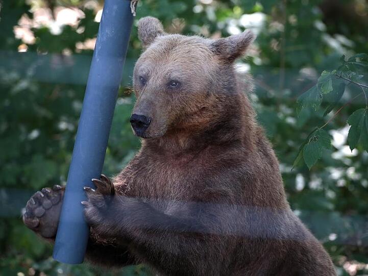 Ein Bär spielt im Gehege im Anholter Bärenwald.