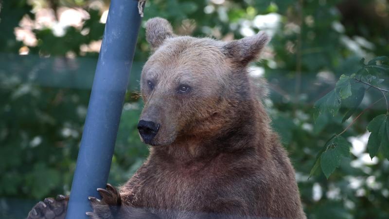 Ein Bär spielt im Gehege im Anholter Bärenwald. Ein Bär spielt im Gehege im Anholter Bärenwald.