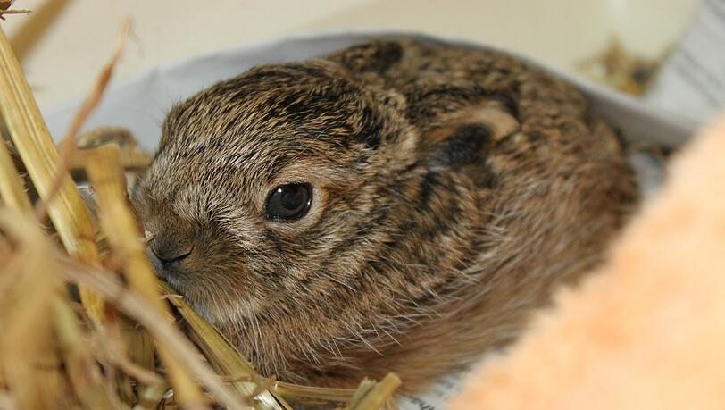 Niedlich, aber nur in Ausnahmefällen in Not: ein Feldhasen-Baby, das jetzt im Münchner Tierheim abgegeben wurde. Niedlich, aber nur in Ausnahmefällen in Not: ein Feldhasen-Baby, das jetzt im Münchner Tierheim abgegeben wurde.