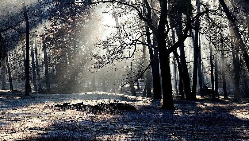 Wer traut sich alleine in den Wald? Wer traut sich alleine in den Wald?